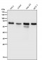 Anti-Src Rabbit Monoclonal Antibody